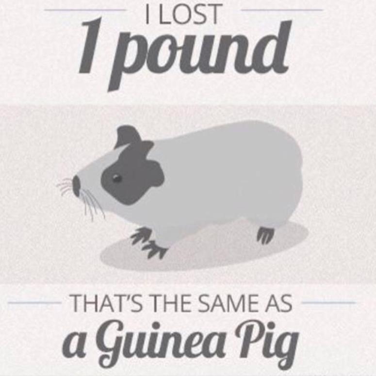 guinea pig
